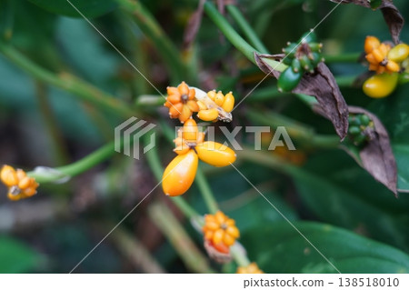 Closeup of Aspidistra Fruits in Garden Setting Closeup of Aspidistra Fruits in Garden Setting 138518010