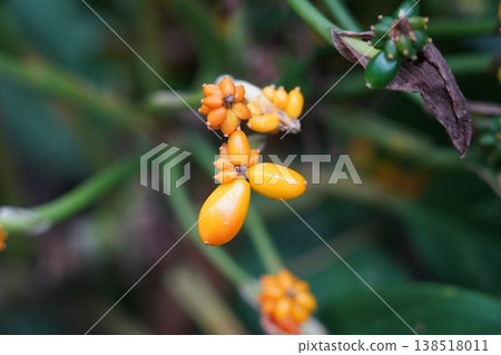 Closeup of Ardisia Plant with Berries Closeup of Ardisia Plant with Berries 138518011