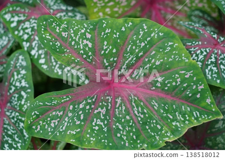 Colorful Caladium Leaf Close Up Nature Photography Colorful Caladium Leaf Close Up Nature Photography 138518012