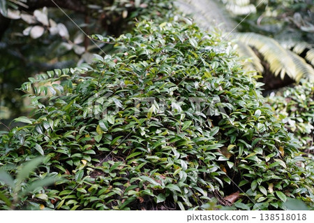 Dense Shrubbery Lush Green Foliage Close Up 138518018