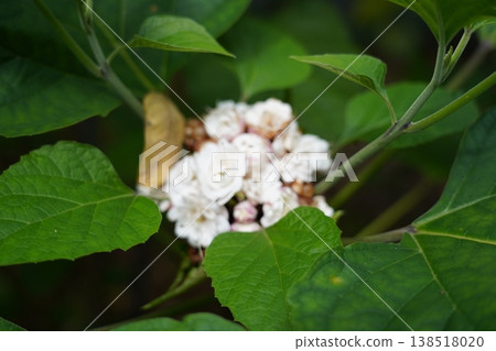 White flowers and green leaves Clerodendrum floribundum nature White flowers and green leaves Clerodendrum floribundum nature 138518020