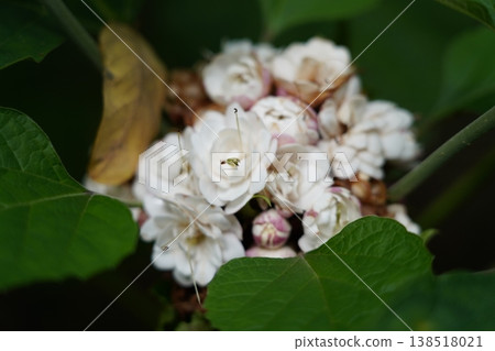 White Bleeding Heart Vine Flowers and Green Leaves White Bleeding Heart Vine Flowers and Green Leaves 138518021