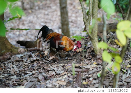 Red Junglefowl in Natural Habitat Bird Photography 138518022
