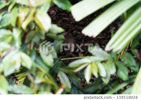 Lizard amongst leaves and undergrowth in the jungle Lizard amongst leaves and undergrowth in the jungle 138518028