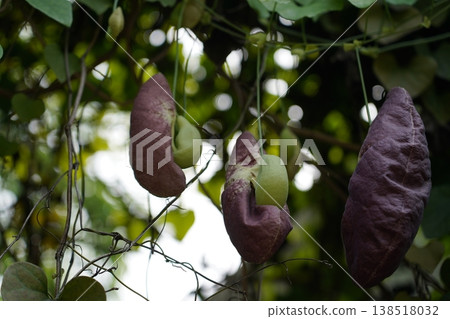 Exotic Aristolochia gigantea Flowers in Tropical Setting Exotic Aristolochia gigantea Flowers in Tropical Setting 138518032