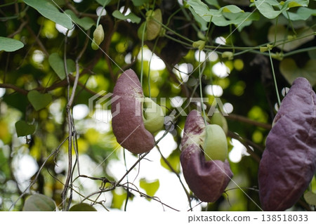 Aristolochia Flowers in Natural Light Aristolochia Flowers in Natural Light 138518033