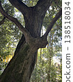 This is a tree with unusually shaped branches located on the grounds of Hijiri Shrine in Chichibu City, Saitama Prefecture. 138518034