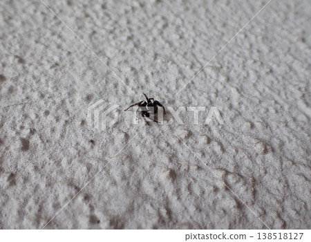 Jumping spider Jumping spider 138518127