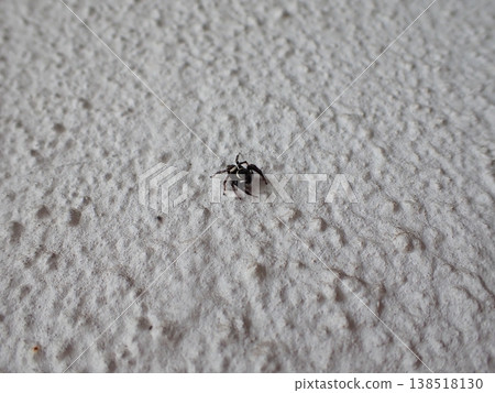 Jumping spider Jumping spider 138518130