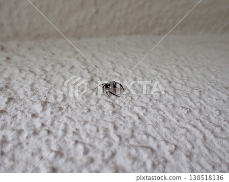 跳蛛（雄性） 138518136