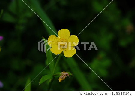 Flower of a Umanoshigata Flower of a Umanoshigata 138518143