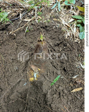 Bamboo shoot digging 2 Bamboo shoot digging 2 138518161