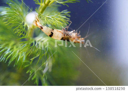 Black King Kong Shrimp and Aquatic Plants Black King Kong Shrimp and Aquatic Plants 138518230