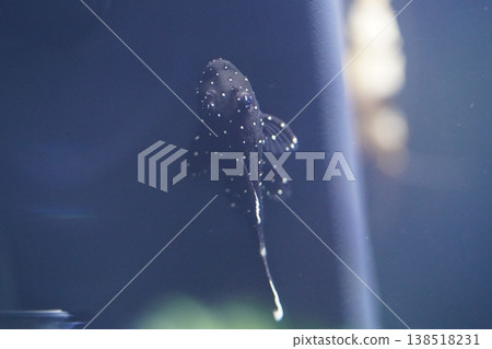 Polka Dot Lyretail Pleco in Aquarium Setting Polka Dot Lyretail Pleco in Aquarium Setting 138518231