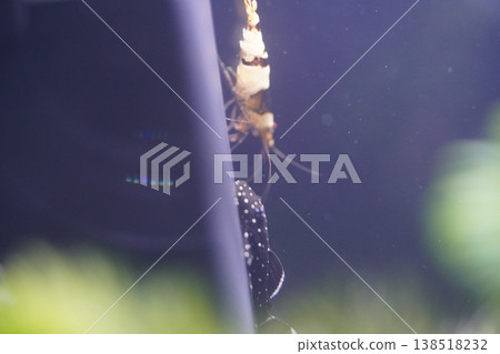 Aquarium Fish and Shrimp Underwater Life Close-up Aquarium Fish and Shrimp Underwater Life Close-up 138518232