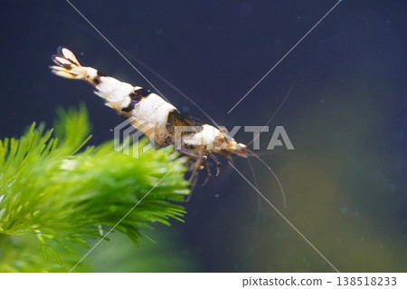 Black Pinto Shrimp underwater macro photography Black Pinto Shrimp underwater macro photography 138518233