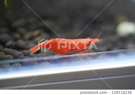 Red Cherry Shrimp in Aquarium Freshwater Scene Red Cherry Shrimp in Aquarium Freshwater Scene 138518236