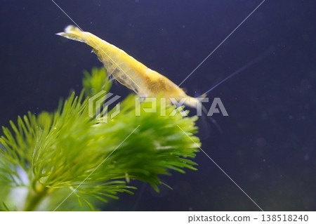 Close Up of a Yellow Shrimp in an Aquarium Setting Close Up of a Yellow Shrimp in an Aquarium Setting 138518240