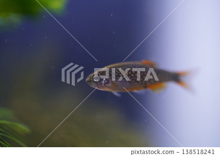 Celestial Pearl Danio Fish in Aquarium Setting 138518241