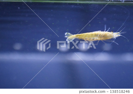 Golden Bee Shrimp in Aquarium Golden Bee Shrimp in Aquarium 138518246