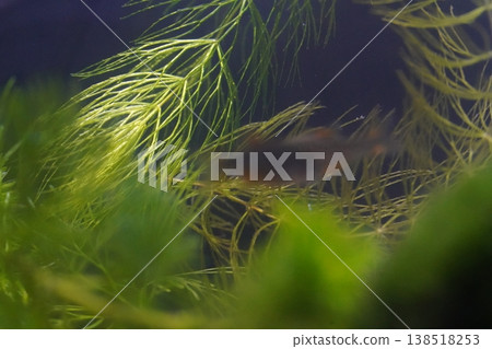 Fish and Aquatic Plants in Aquarium Fish and Aquatic Plants in Aquarium 138518253