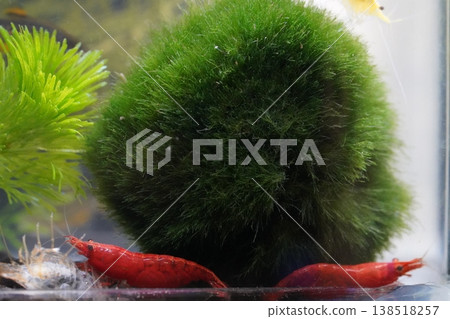 Cherry Shrimp and Marimo Ball Aquarium Scene Cherry Shrimp and Marimo Ball Aquarium Scene 138518257