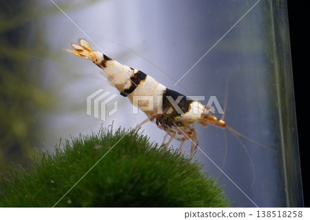 Black Bee Shrimp in Aquarium Fresh Water Macro Photo Black Bee Shrimp in Aquarium Fresh Water Macro Photo 138518258