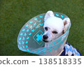 A white toy poodle wearing an Elizabethan collar 138518335