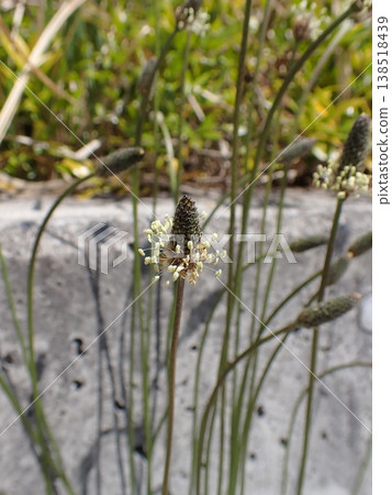 Heraooba Heraooba 138518439