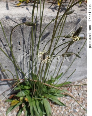 長葉車前 138518440