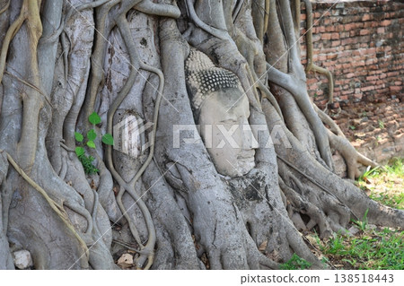 Buddha head swallowed by tree roots at Wat Phra Mahathat, a UNESCO World Heritage site in Ayutthaya, Thailand (Part 2) Buddha head swallowed by tree roots at Wat Phra Mahathat, a UNESCO World Heritage site in Ayutthaya, Thailand (Part 2) 138518443