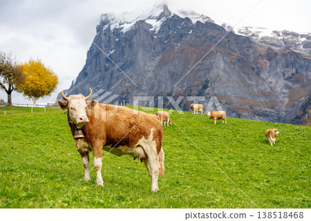 Simmental cattle graze in an autumnal green pasture with the Eiger mountain peak in the background. Grindelwald, Bern Canton, Switzerland. Simmental cattle graze in an autumnal green pasture with the Eiger mountain peak in the background. Grindelwald, Bern Canton, Switzerland. 138518468