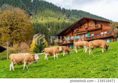 Simmental cows, wearing cowbells, graze in a green pasture near a traditional wooden chalet. Bern Canton, Switzerland. Simmental cows, wearing cowbells, graze in a green pasture near a traditional wooden chalet. Bern Canton, Switzerland. 138518471