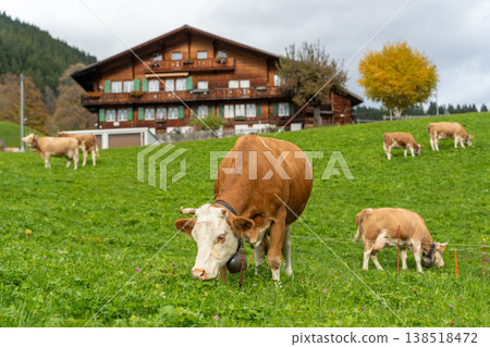 Simmental cows, wearing cowbells, graze in a green pasture near a traditional wooden chalet. Bern Canton, Switzerland. 138518472