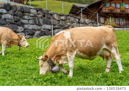 Simmental cattle graze in a green pasture near a stone wall at a farm in a mountain village. Grindelwald, Bern Canton, Switzerland. 138518473