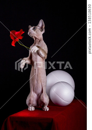 Kitten of the Devon Rex breed holds a poppy flower Kitten of the Devon Rex breed holds a poppy flower 138518630