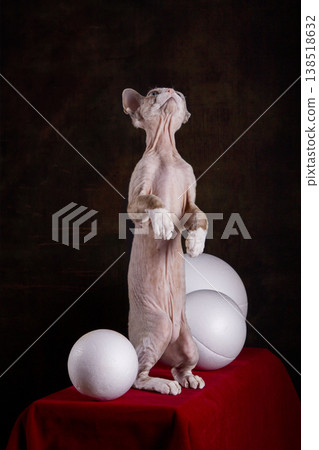 Kitten of the Devon Rex breed on a red table with white balls 138518632