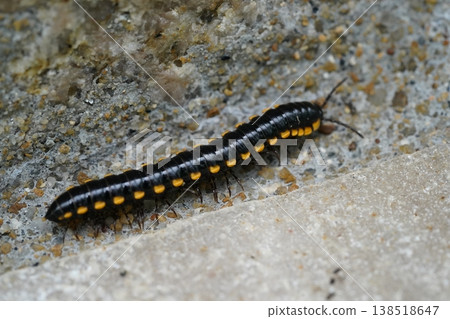 Yellow Spotted Millipede Walking on Concrete Outdoors Yellow Spotted Millipede Walking on Concrete Outdoors 138518647