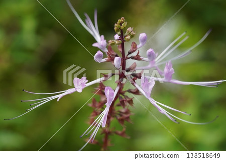 Close-up of Beautiful Orthosiphon aristatus Flower Close-up of Beautiful Orthosiphon aristatus Flower 138518649