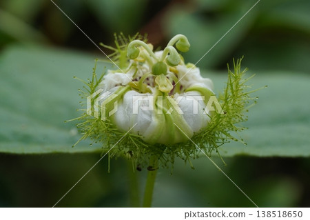 White Passionflower Bud Macro 138518650