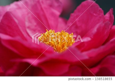 Close Up of a Beautiful Pink Peony Flower Close Up of a Beautiful Pink Peony Flower 138518655