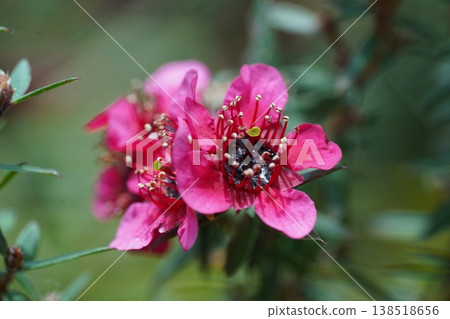 Close up of Leptospermum Flowers in Bloom Nature Photography 138518656