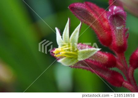 Kangaroo Paw Flower Close Up Botanical Beauty 138518658
