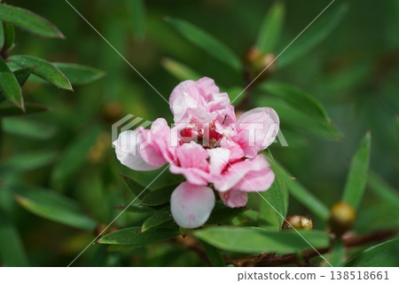 Delicate Pink Leptospermum Flower Close Up Delicate Pink Leptospermum Flower Close Up 138518661