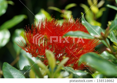 Crimson Pohutukawa Flower in Bloom Natural Beauty Crimson Pohutukawa Flower in Bloom Natural Beauty 138518662