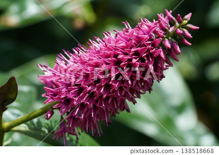 Beautiful Hebe Flower Bloom in Close Up Detail Beautiful Hebe Flower Bloom in Close Up Detail 138518668
