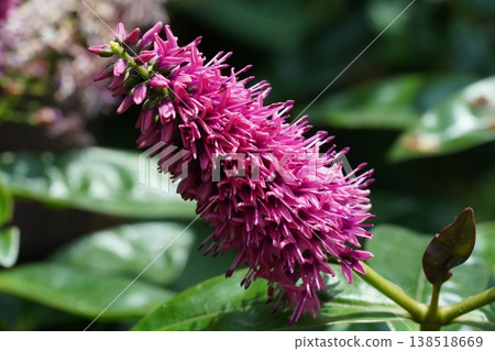 Hebe Flower Close Up Pink Blossom Macro 138518669