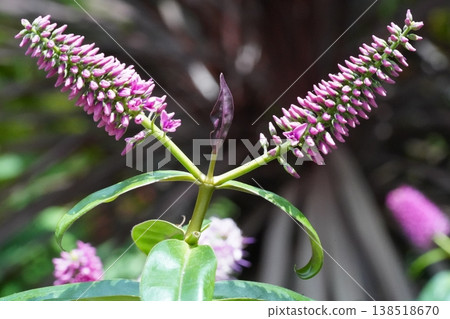 Hebe Flowers Blooming Beautiful Nature Scene Pink Blossom Hebe Flowers Blooming Beautiful Nature Scene Pink Blossom 138518670