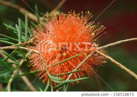 Scarlet Bottlebrush Flower Close Up Callistemon citrinus Scarlet Bottlebrush Flower Close Up Callistemon citrinus 138518673