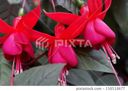 Closeup of Vibrant Fuchsia Flowers in Bloom Closeup of Vibrant Fuchsia Flowers in Bloom 138518677